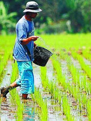 Pada Bidang Pertanian New